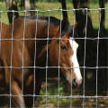 Cheap livestock sheep farm fence roll for sale